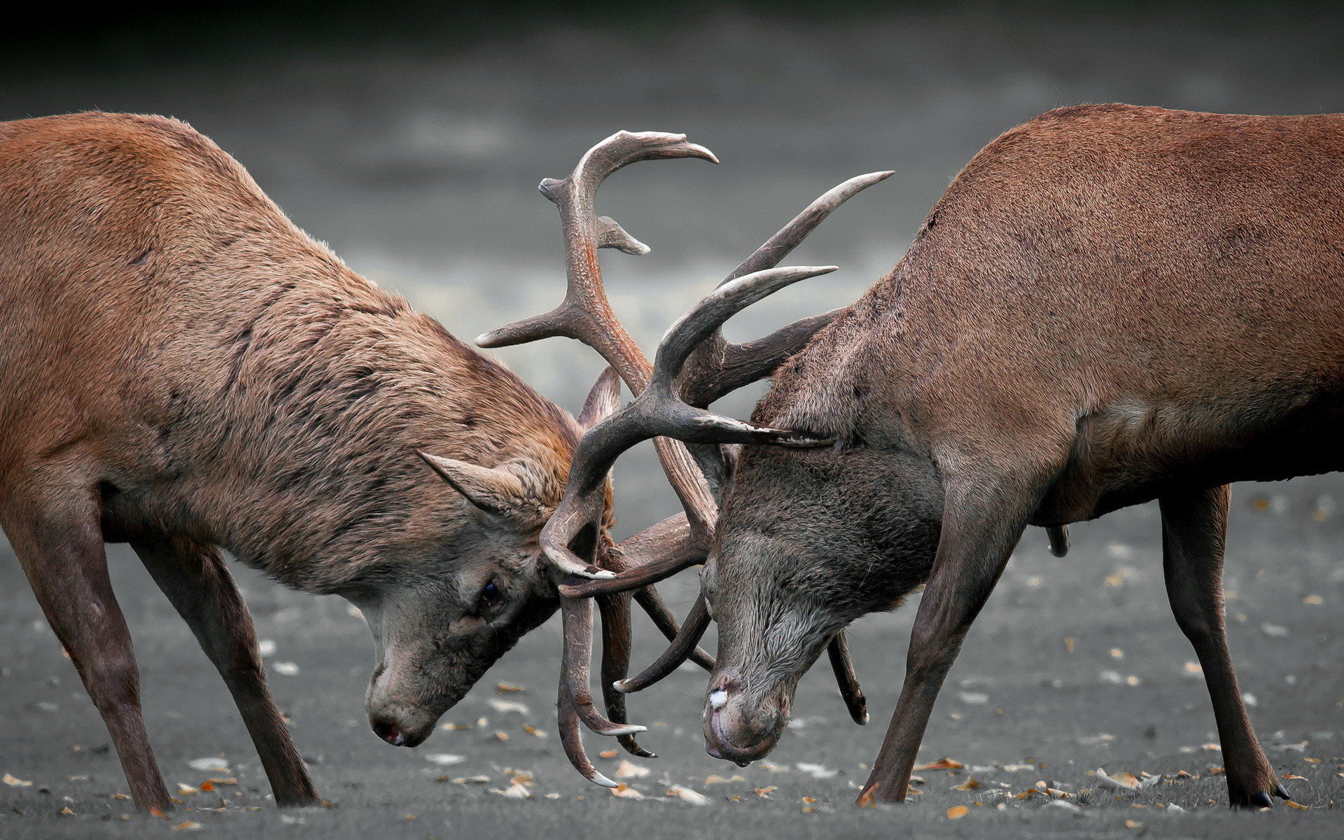 Download Animal Elk Image
