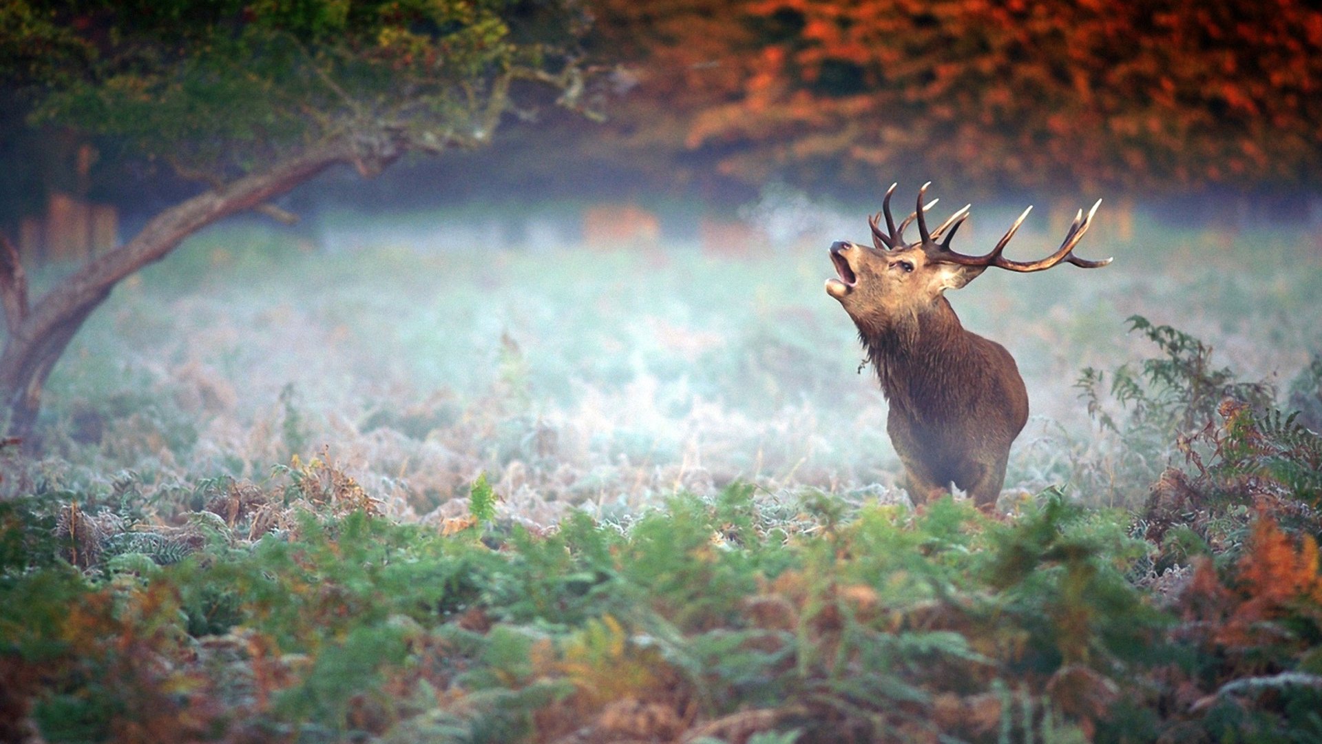 Download Animal Elk Image