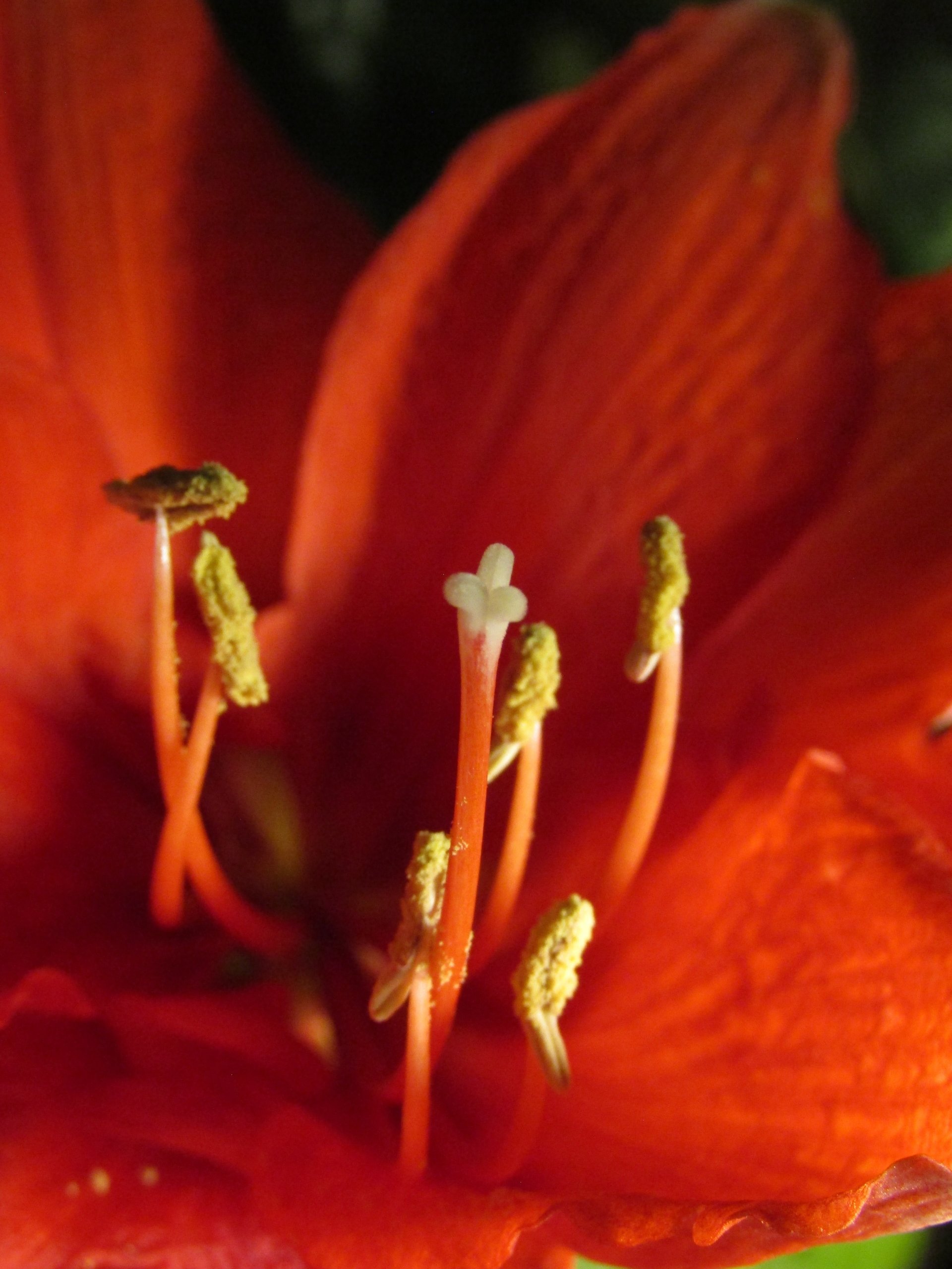  Amaryllis Red
