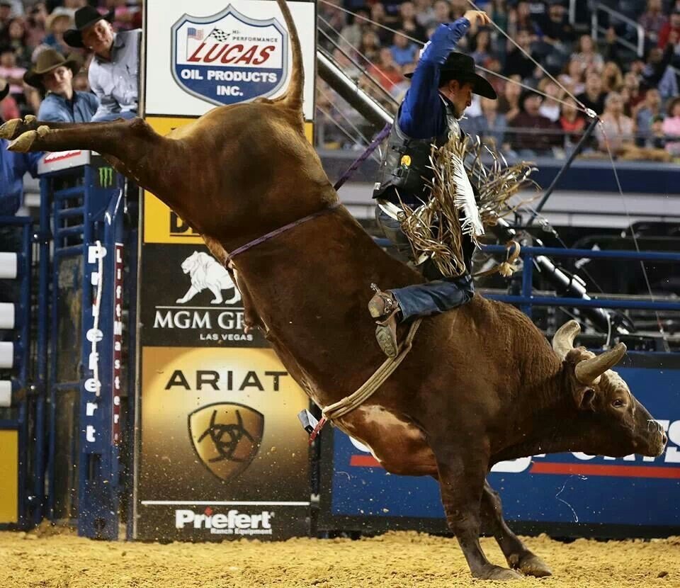 bullriding Sports Image
