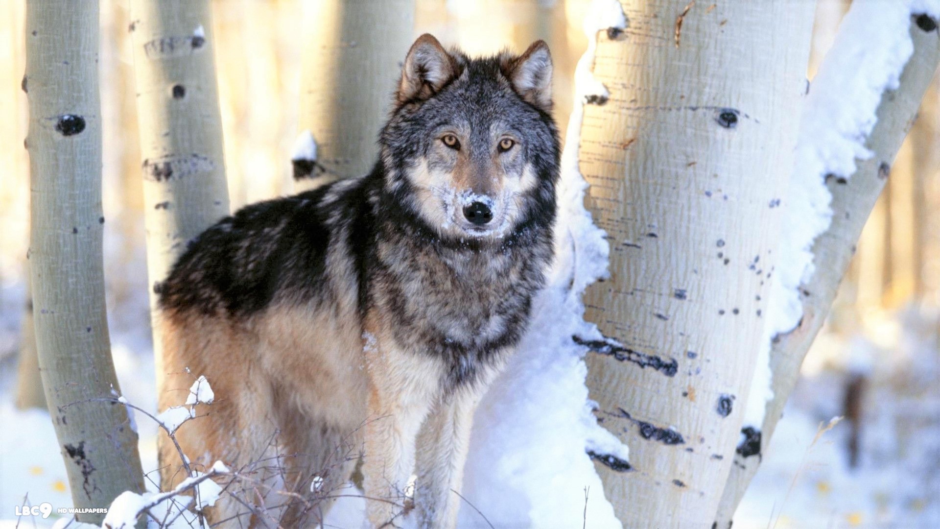 Grey Wolf in Winter Birch Forest