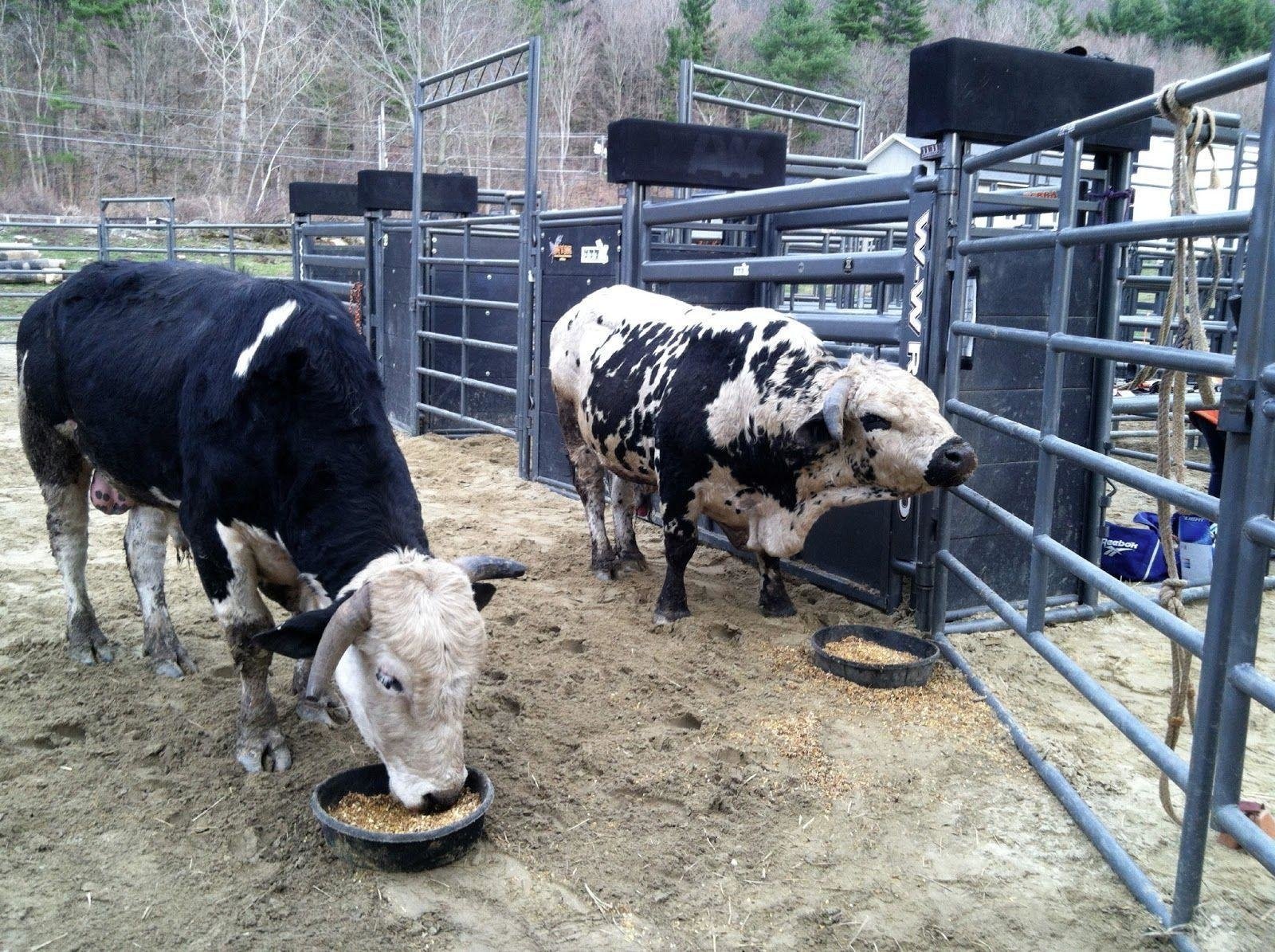 Animal bull Image