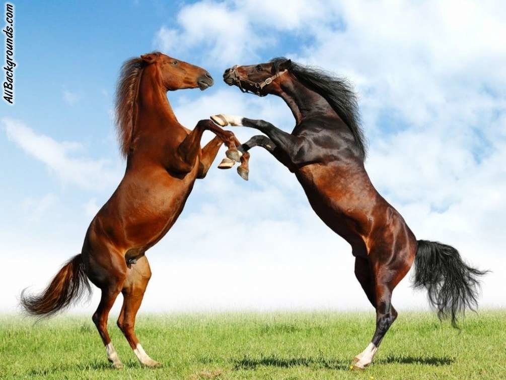 Two horses (animals) rear up and spar in a grassy field under a bright blue sky.
