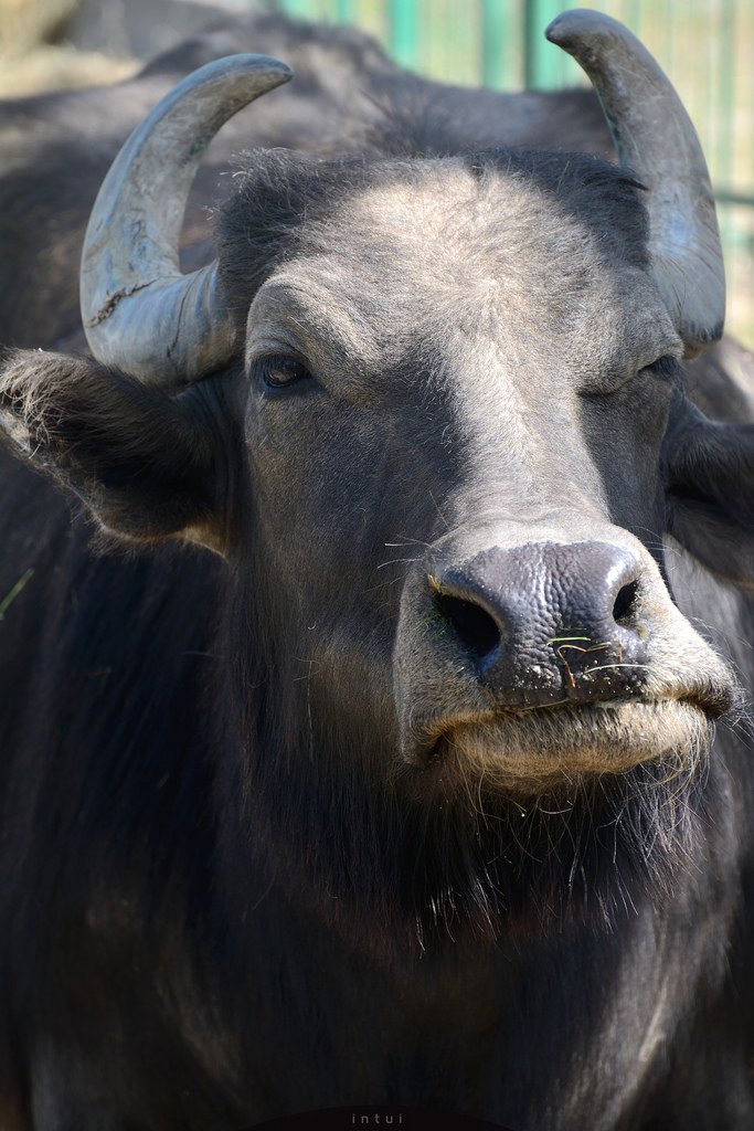 Animal water buffalo Image