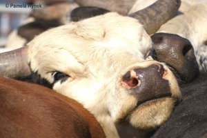 Animal bull Image
