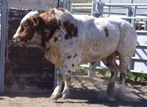Animal bull Image