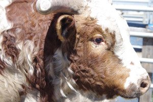 Animal bull Image