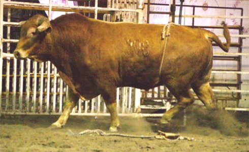 Animal bull Image