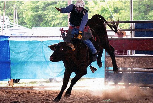bullriding Sports Image
