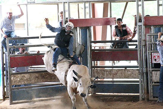 bullriding Sports Image