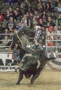 bullriding Sports Image