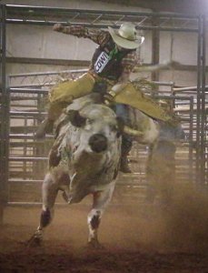 bullriding Sports Image