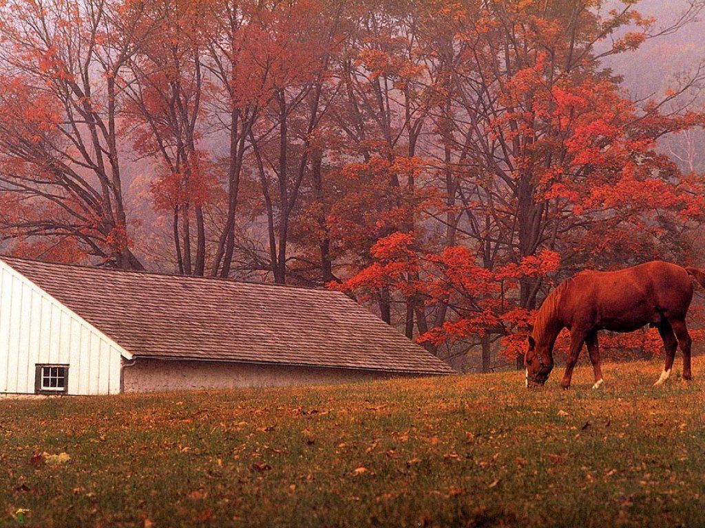 Horses fall. Лошади в деревне. Осень в деревне лошадь. Деревня и лошадь Эстетика. Осень Эстетика деревня.