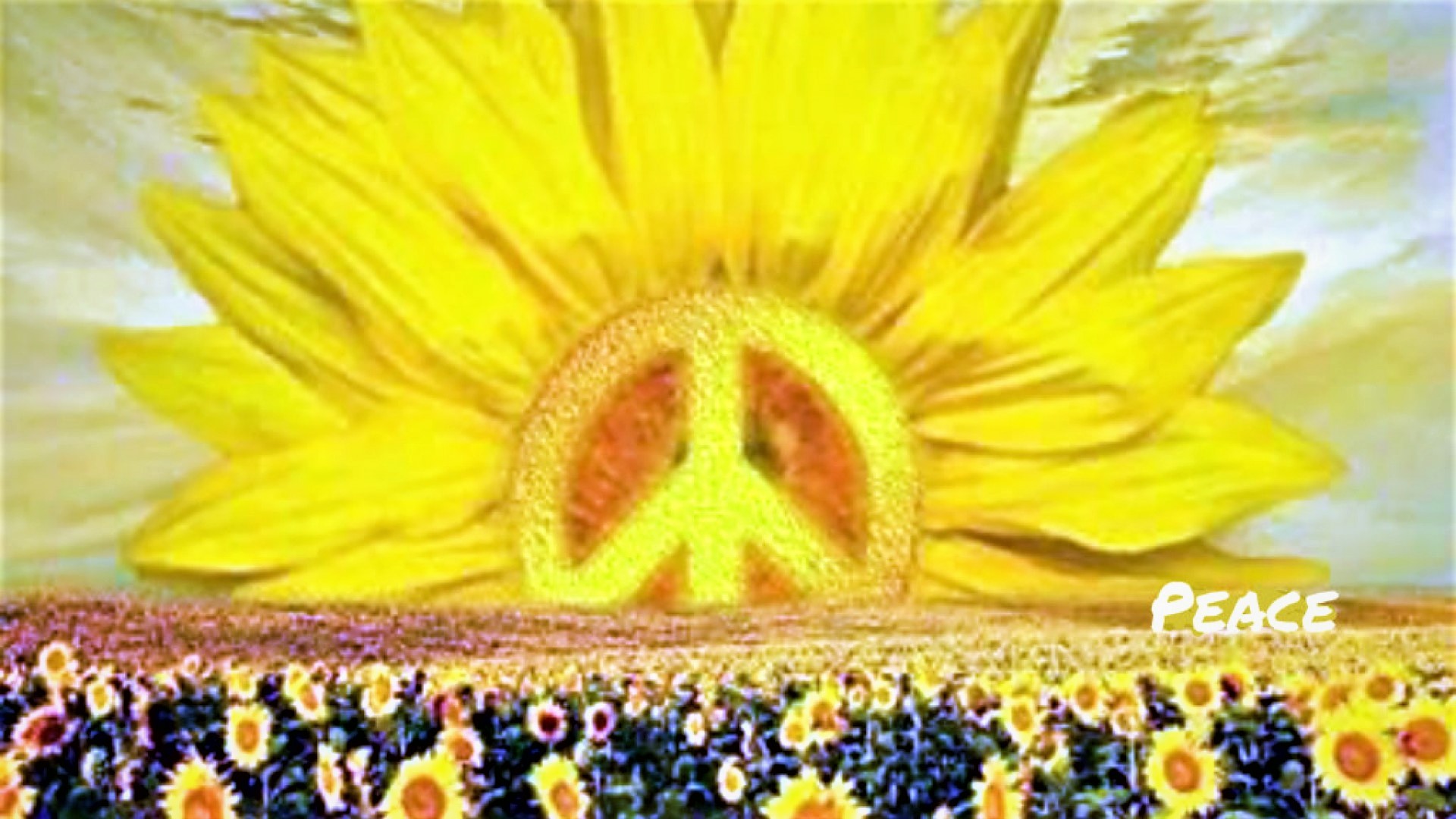 Sunflower of Peace