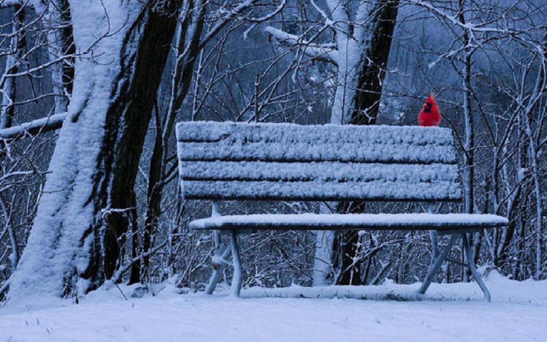 Cardinal on Bench in Winter Park