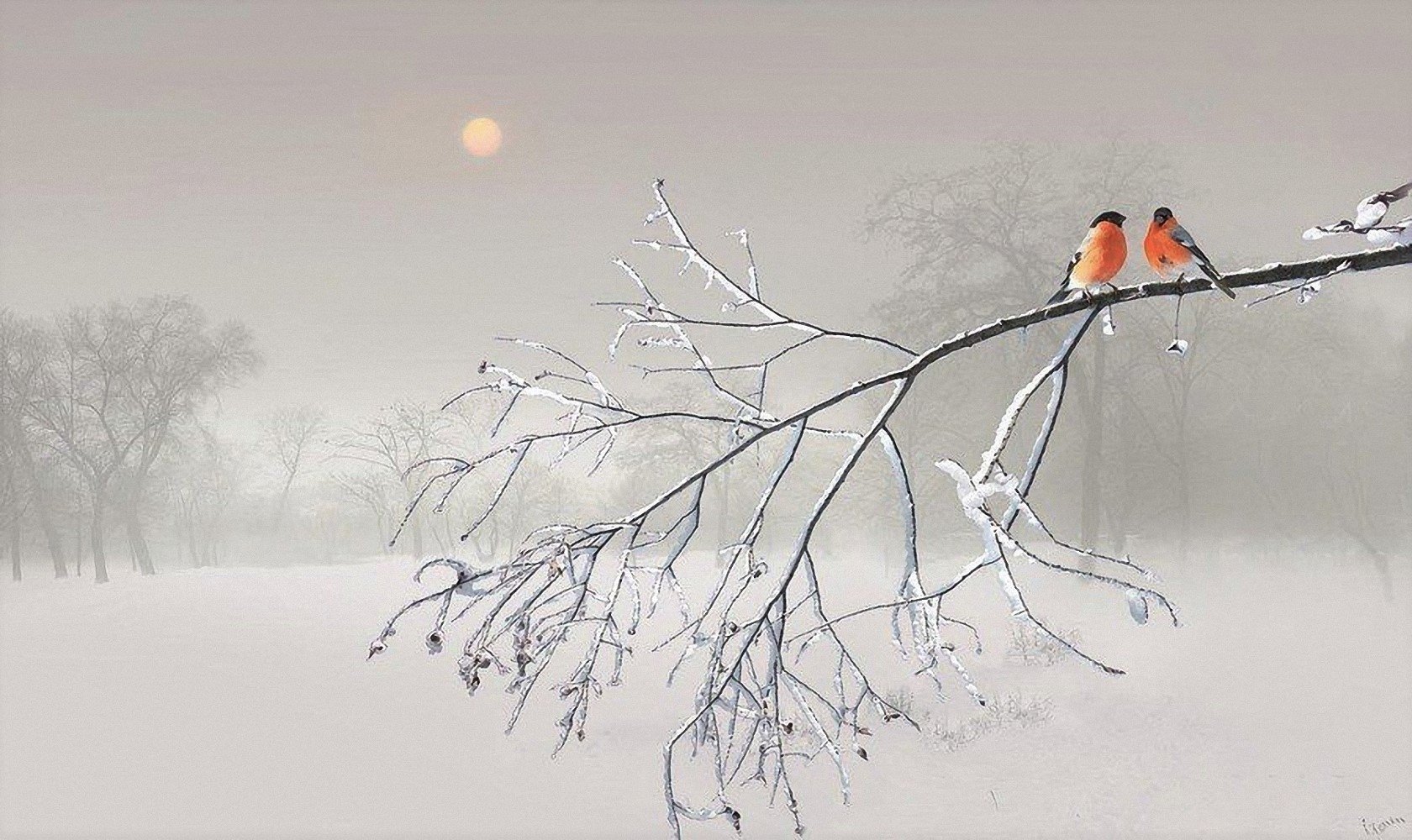  Two Bullfinches on Snow-Covered Winter Branch