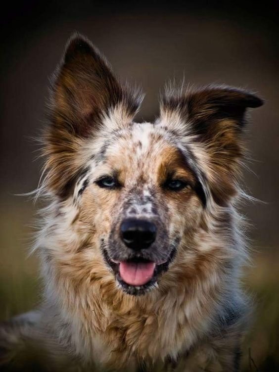 Close-up portrait of a border collie with a speckled coat, erect ears, and a happy expression against a blurred dark background.