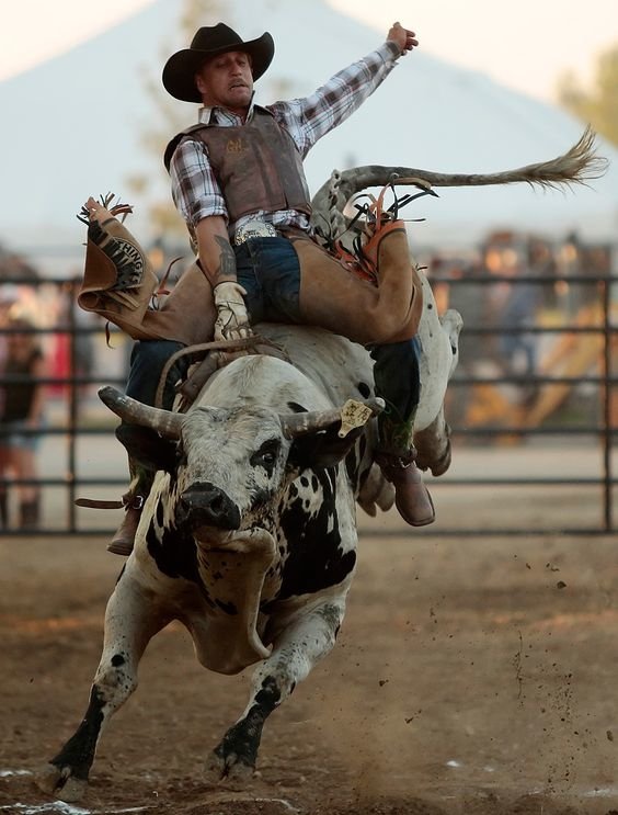 bullriding Sports Image