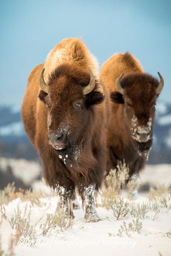 American Bison Picture - Image Abyss