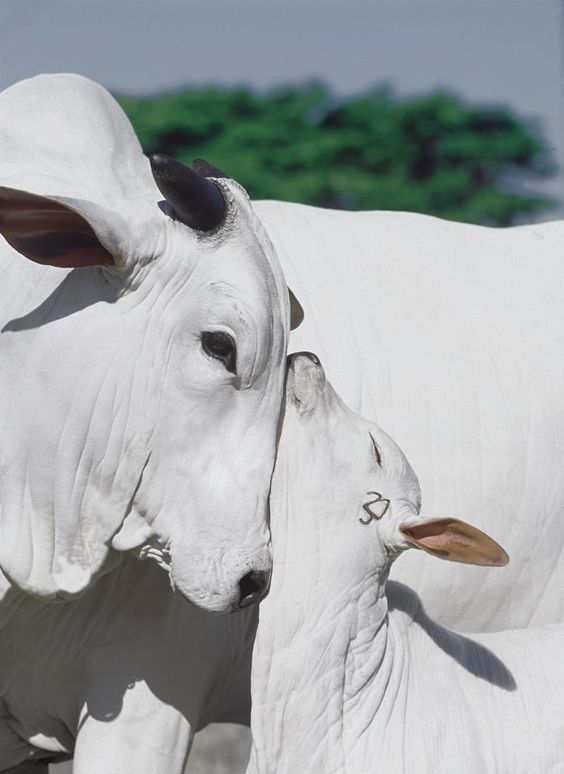 Cow Picture