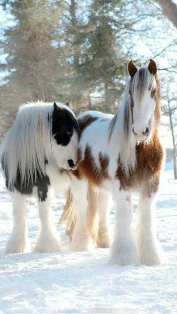 Two horses with long, flowing manes stand closely together in a snowy forest, their coats featuring striking black and white patterns.