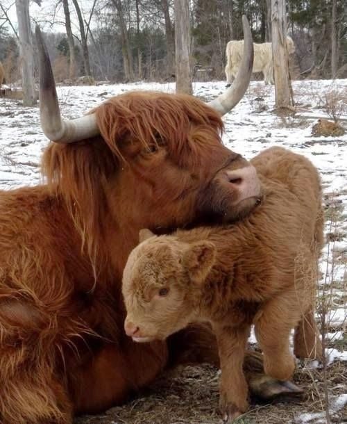 cow Animal highland cattle Image