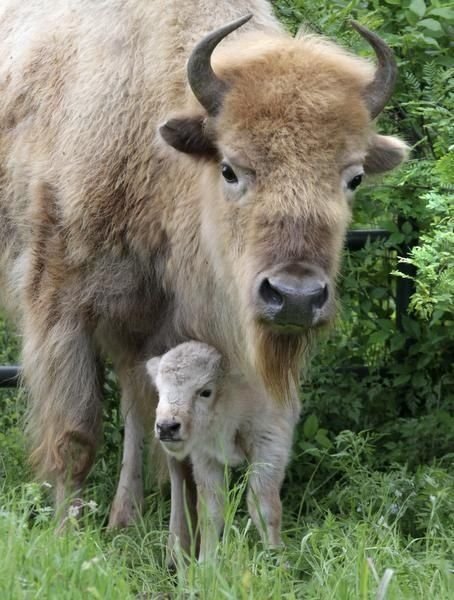 Download Animal American Bison Image