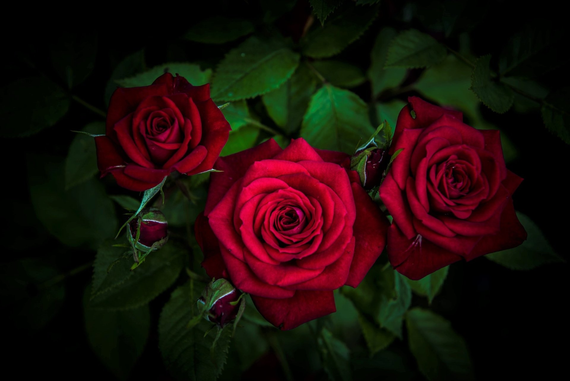 Three vibrant red roses surrounded by dark green leaves, highlighting the natural beauty of the flower and its earthy environment.