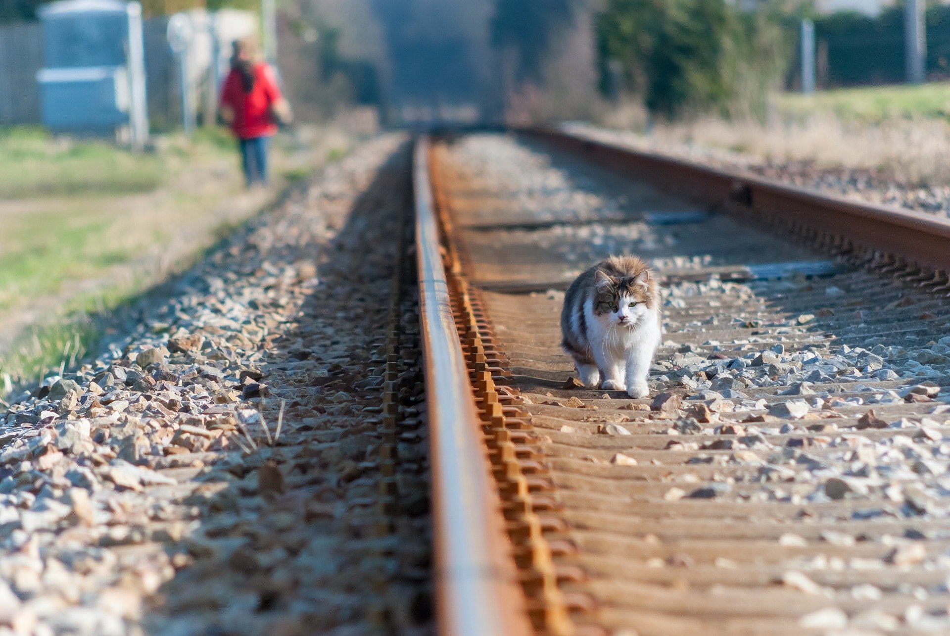  Cat Walking on Railway Lines by Franck Barske