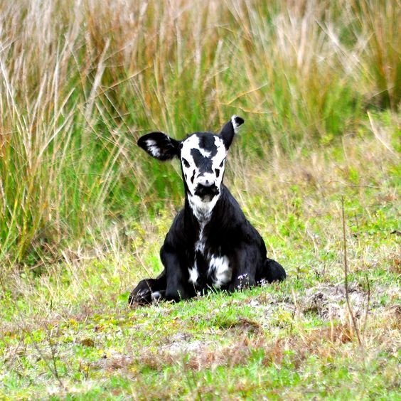 Cow Image - ID: 177683 - Image Abyss
