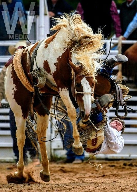 rodeo Sports Image
