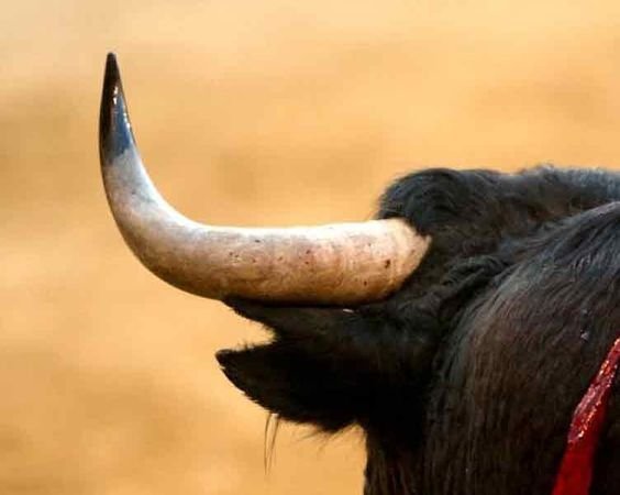Animal bull Image