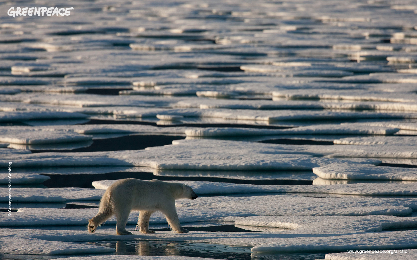 Polar Bear in Antarctica Image Abyss