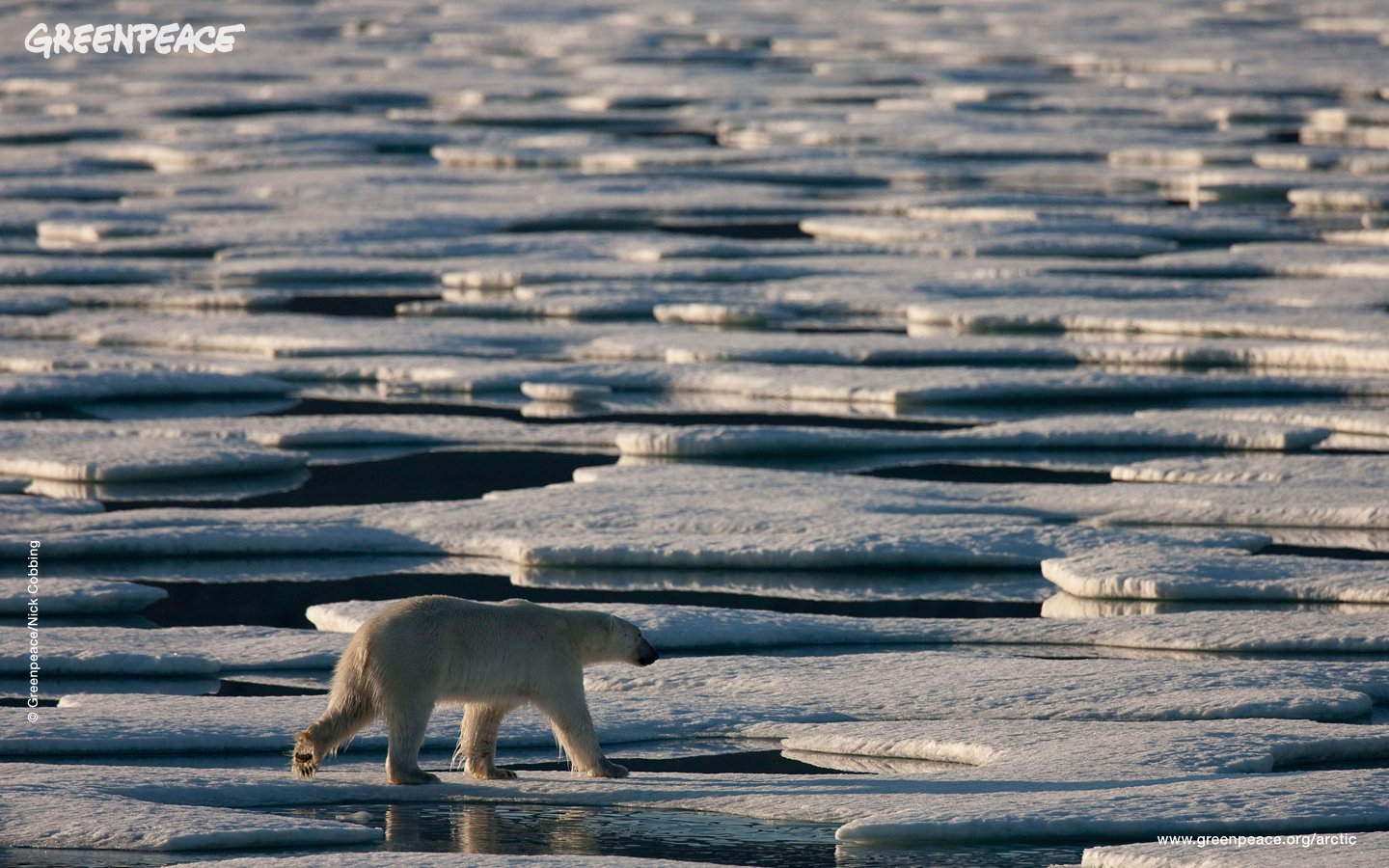  Polar Bear in Antarctica