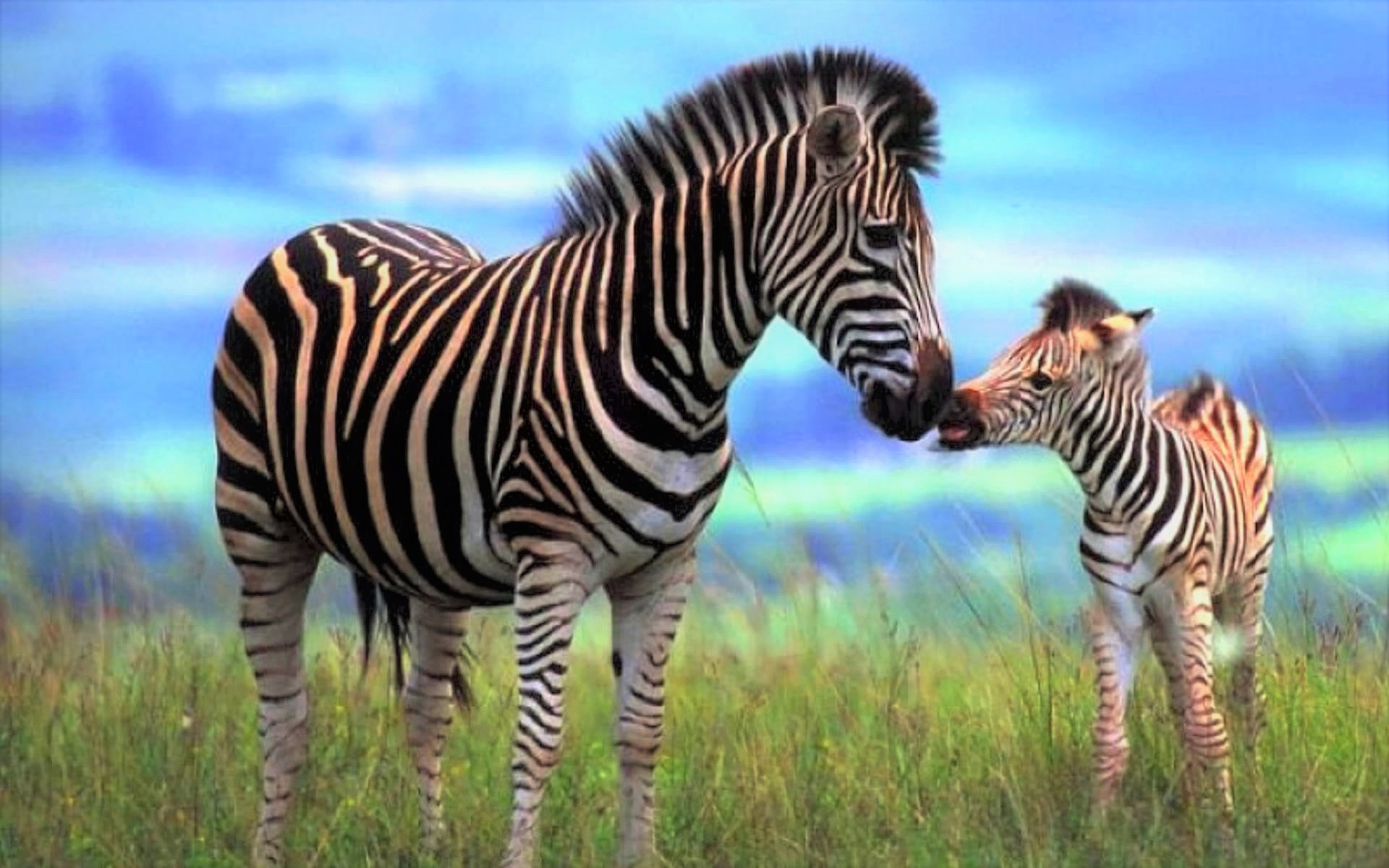 Zebra Mom and Her Foal