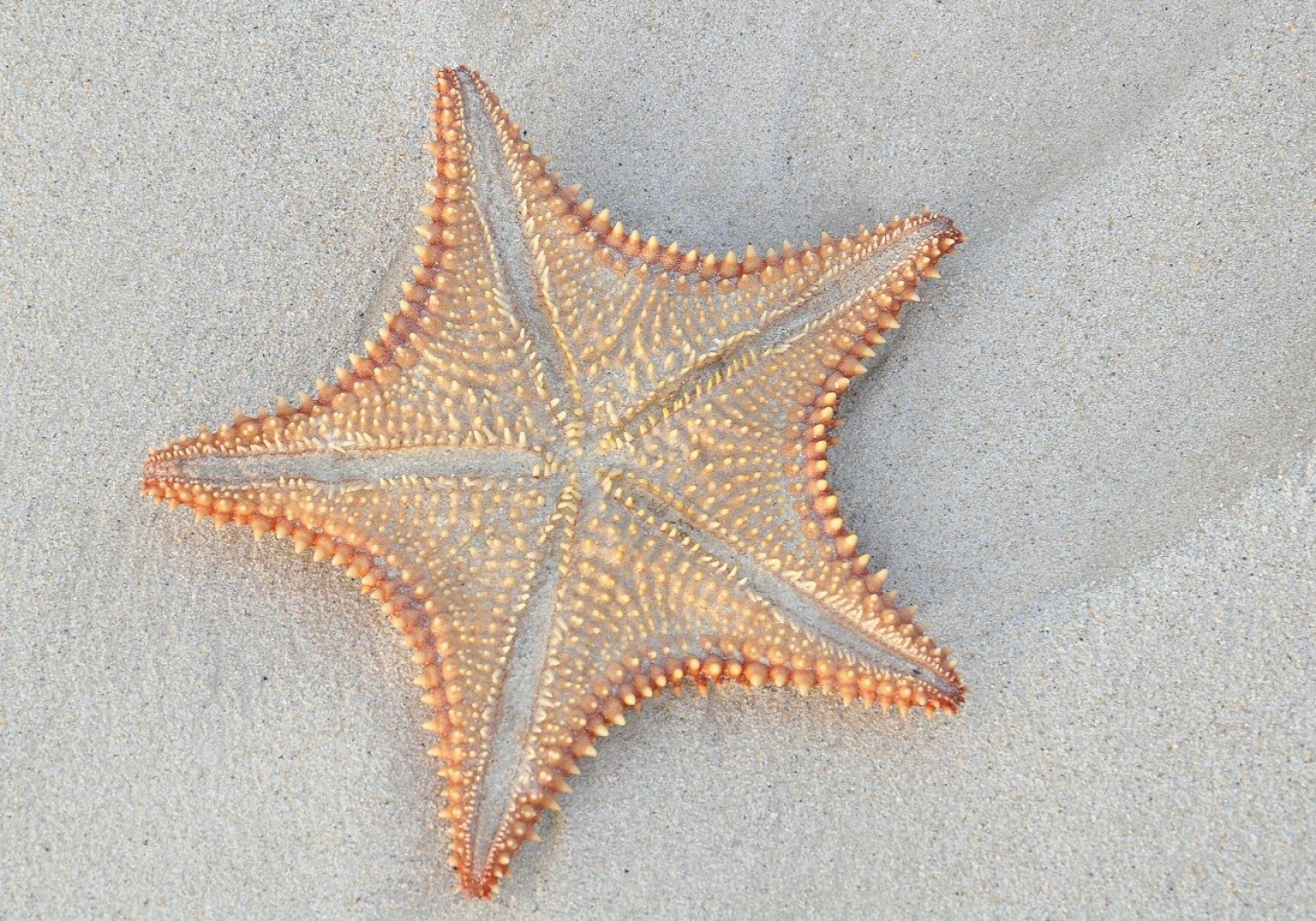 sand Animal starfish Image