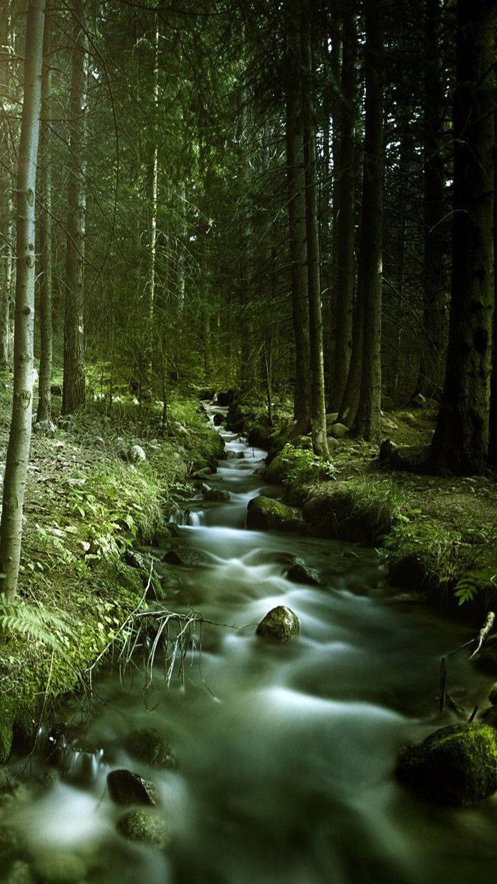 Stream in Forest - Image Abyss