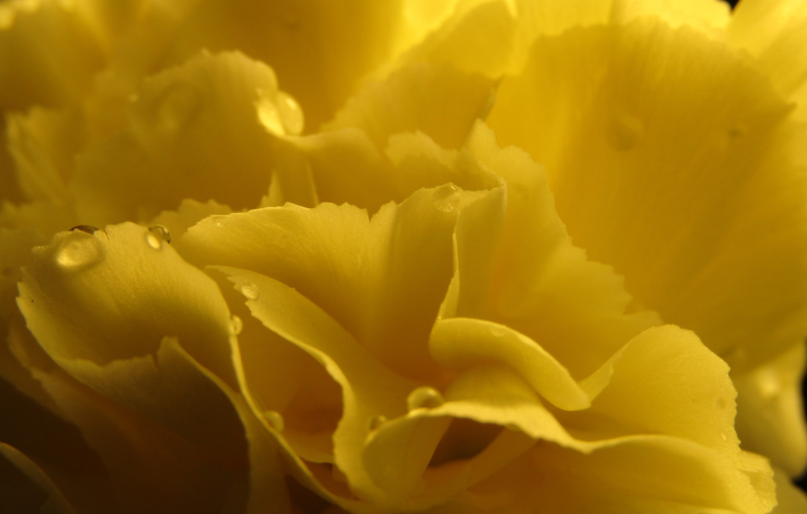 Yellow carnation by Demasc1 Image Abyss