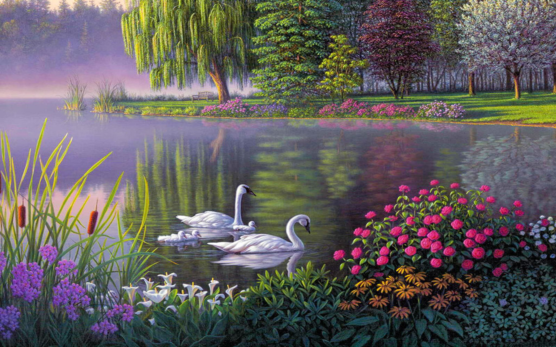 Swans in Spring