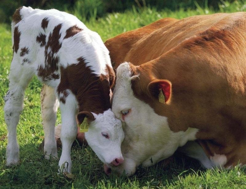 Cow Image - ID: 190550 - Image Abyss