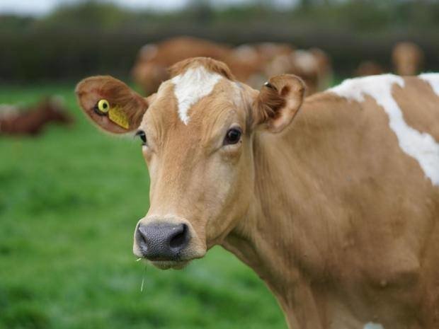 Cow Image - ID: 190555 - Image Abyss