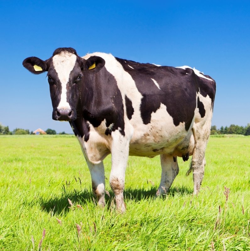 Cow Image - ID: 190719 - Image Abyss