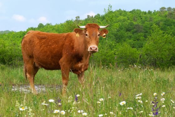 Cow Image - ID: 190727 - Image Abyss