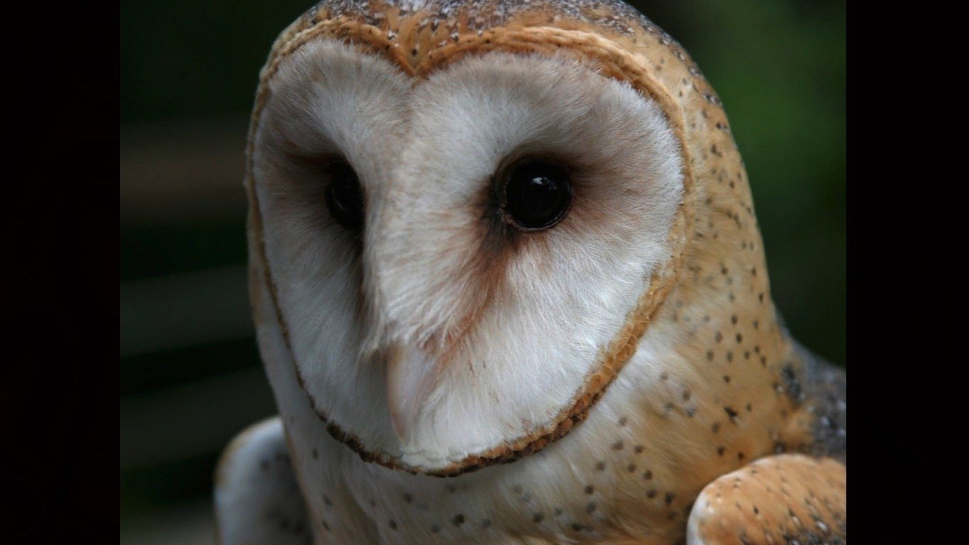 Close-up of a barn owl with distinct heart-shaped face and dark eyes against a blurred natural background.