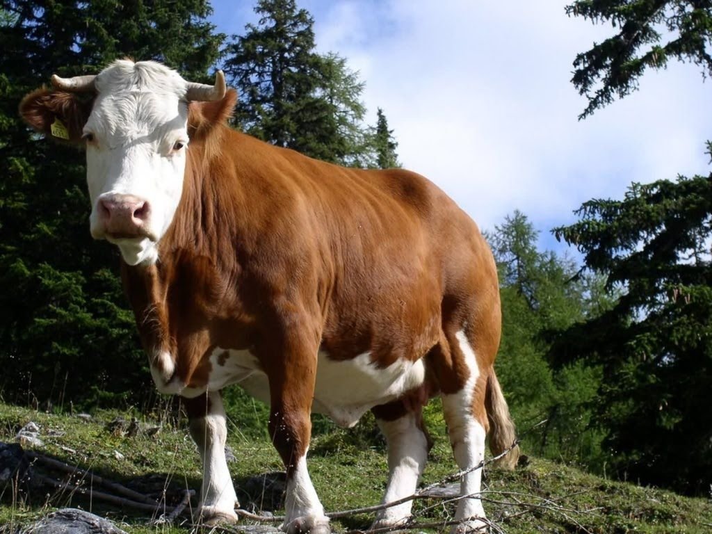 Cow Image - ID: 190975 - Image Abyss
