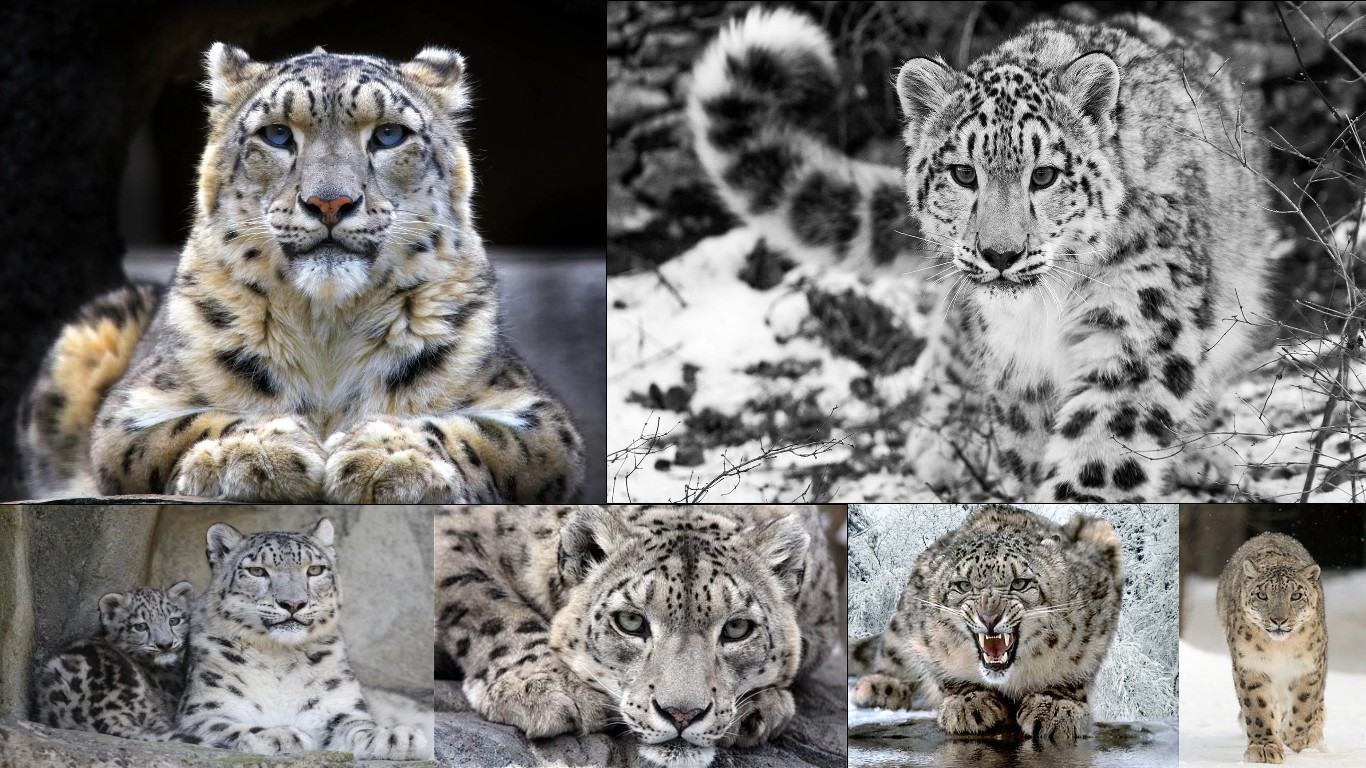 Snow Leopard Picture - Image Abyss