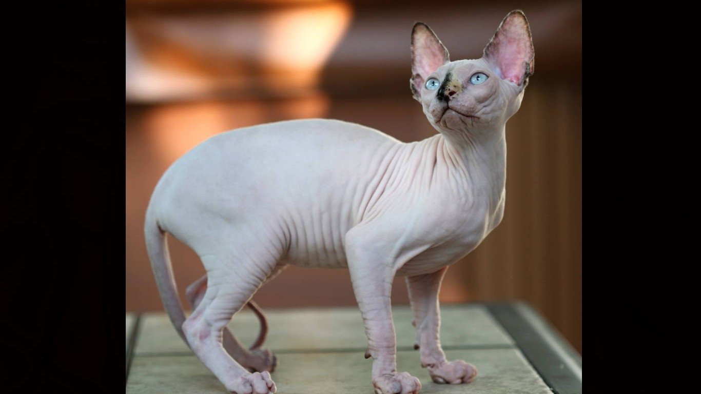 are sphynx cats nocturnal