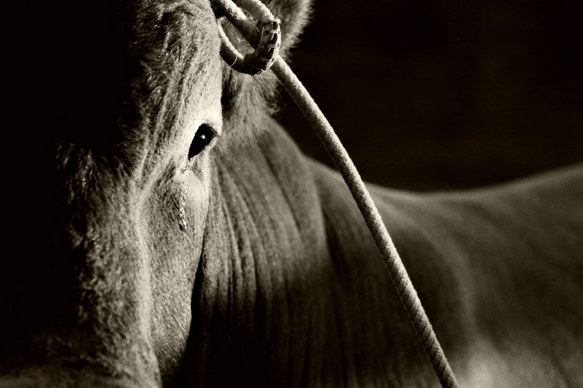 Animal bull Image