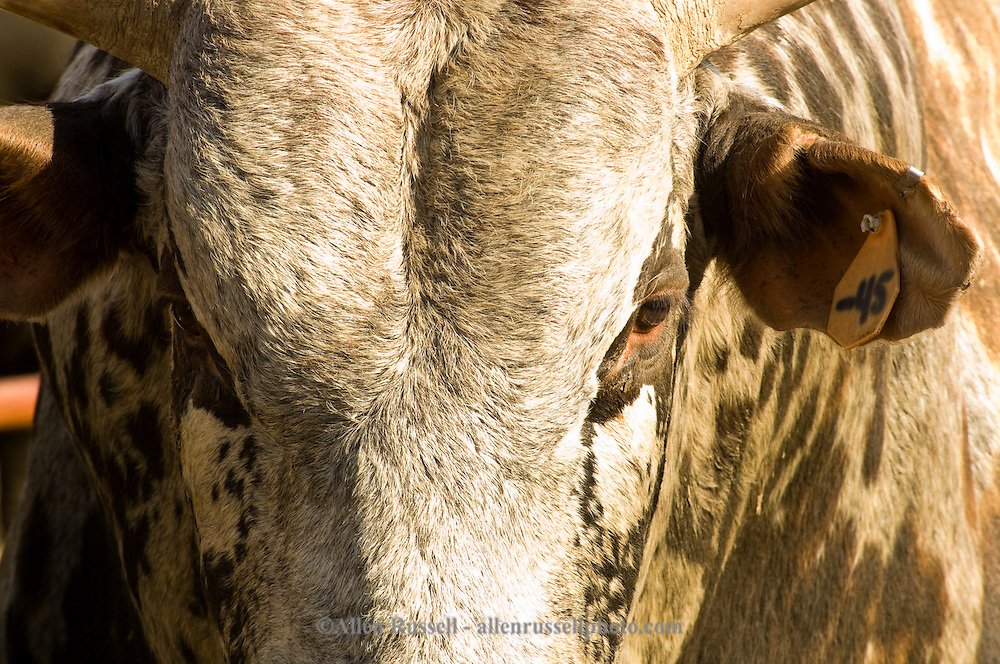 Animal bull Image