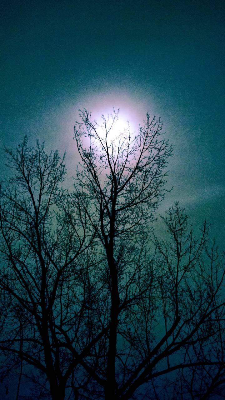 Download Tree Night Nature Moon Image